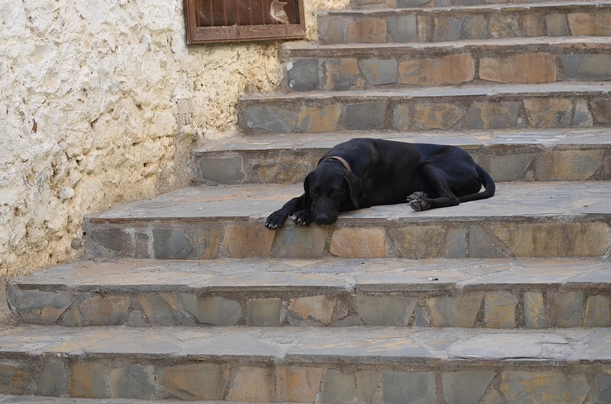 Découvrez combien coûte la location d'un monte-escalier Stannah en 2026