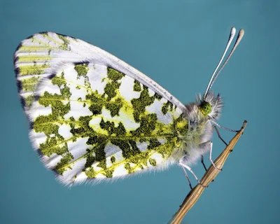 papillon