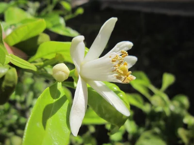 fleur de citronnier